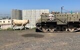 Les véhicules militaires et les vaches sont monnaie courante sur le plateau du Golan, mais généralement pas côte à côte. (Crédit : Uriel Heilman/JTA)