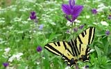 Un papillon machaon sur une plante Salvia viridis. (Avner Rinot, Société pour la protection de la nature en Israël)