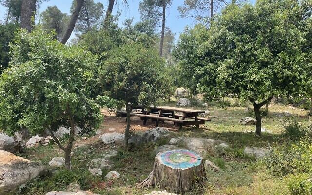 Illustration : Des feuillus plantés pour faire de l'ombre autour des tables de pique-nique dans les collines de Judée, à l'ouest de Jérusalem, le 16 avril 2024. (Crédit : Sue Surkes/Times of Israel)