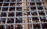 Des terroristes du Hamas arrêtés pendant le pogrom du 7 octobre 2023 et au cours de l'opération de l’armée israélienne dans la bande de Gaza, dans une cour d'une prison dans le sud d'Israël, le 14 février 2024. (Crédit : Chaïm Goldberg/Flash90)