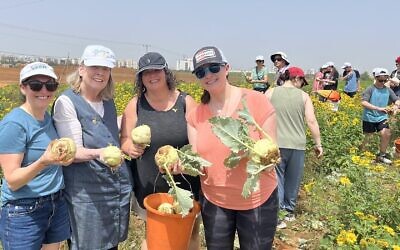 De gauche à droite : Cindy Zadikoff, Judy Finkelstein-Taff, Sheri Kushner et Margalit Segal cueillant des choux-raves, dans une ferme en Israël, en mai 2024. (Crédit : Hagit Lewis via JTA)