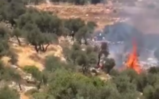 Incendie d’oliviers à Burqa, près de Ramallah, le 7 juin 2024. (Crédit : La Paix Maintenant / X)