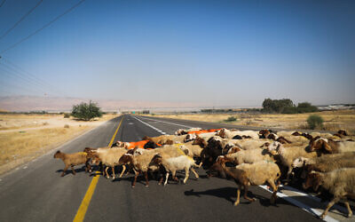 Photo d'illustration : des moutons traversent une route dans la Vallée du Jourdain, en Cisjordanie, le 14 juin 2020. (Crédit : Yonatan Sindel/Flash90)