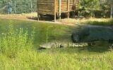 Un crocodile du zoo biblique de Jérusalem, le 18 août 2024. (Police israélienne)
