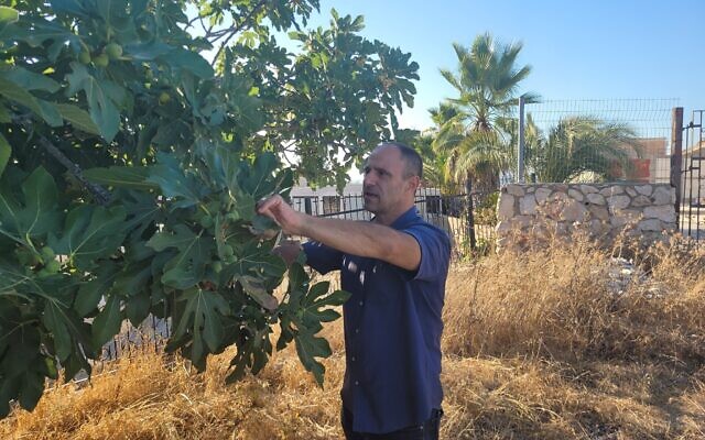 Shadi Khalloul cueillant des figues sur une colline surplombant la frontière avec le Liban, à Jish, le 5 août 2024. (Crédit : Canaan Lidor/Times of Israel)