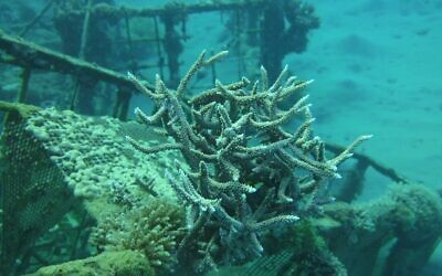 Des coraux Acropora échantillonnés dans le golfe d'Eilat, au sud d'Israël, pour la recherche pharmaceutique. (Noa Shenkar)