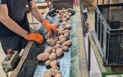 Les pommes de terre Rumafeed sont triées au kibboutz Saad dans le Neguev, dans le sud d'Israël. (Ore Eldan, Rumafeed)
