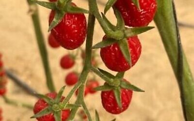 Des tomates semi-séchées de Supree sur pied. (Avec l'aimable autorisation de Supree)