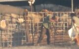 Illustration. Des résidents d’implantations de l'avant-poste illégal de la ferme de Hanina utilisant une bergerie appartenant à la famille palestinienne Awawdeh, au sud-est du village de Deir Dibwan. (Crédit : Autorisation)