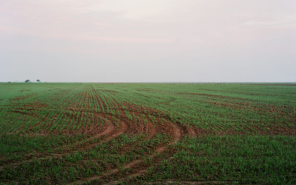 "East to West 2024", de Gaston Zvi Ickowicz, de l'exposition "Field" au Musée d'Israël, une œuvre postérieure au 7 octobre, à Jérusalem, ouverte depuis le 29 septembre 2024. (Crédit : Gaston Zvi Ickowicz)