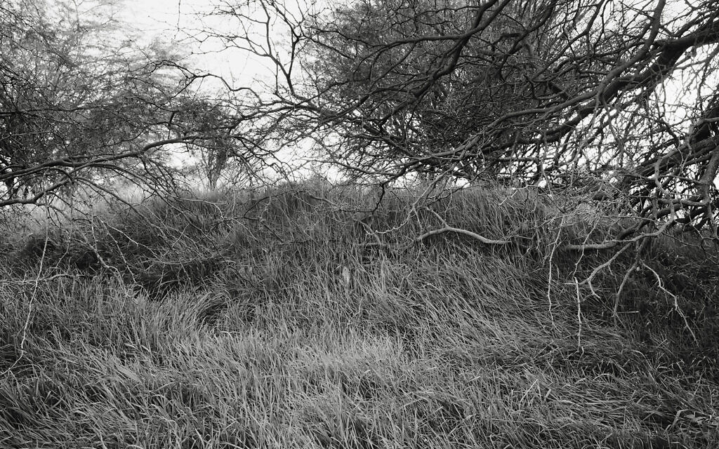 "Hideout 2023-24-1", de Gaston Zvi Ickowicz, de l'exposition "Field" au Musée d'Israël, une œuvre postérieure au 7 octobre, à Jérusalem, ouverte depuis le 29 septembre 2024. (Crédit : Gaston Zvi Ickowicz)