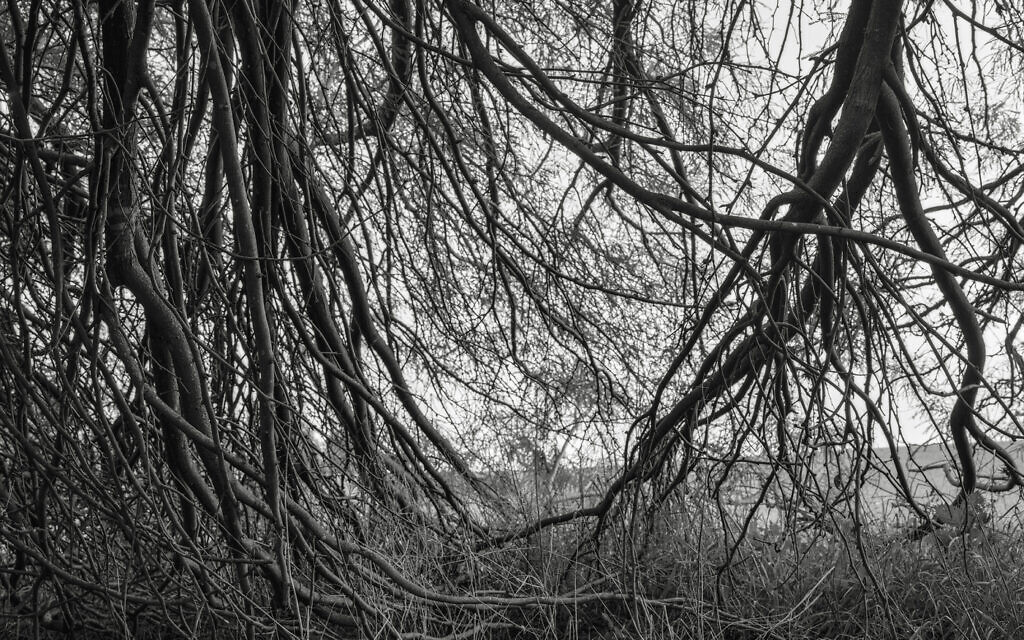 "Hideout 2023-24-2", de Gaston Zvi Ickowicz, de l'exposition "Field" au Musée d'Israël, une œuvre postérieure au 7 octobre, à Jérusalem, ouverte depuis le 29 septembre 2024. (Crédit : Gaston Zvi Ickowicz)