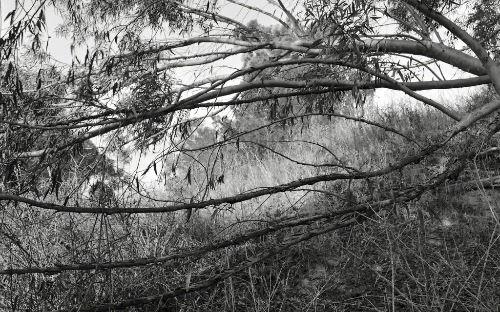 "Hideout 2023-24-3", de Gaston Zvi Ickowicz, de l'exposition "Field" au Musée d'Israël, une œuvre postérieure au 7 octobre, à Jérusalem, ouverte depuis le 29 septembre 2024. (Crédit : Gaston Zvi Ickowicz)