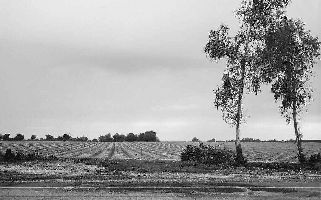 "Highway 232 2023", de Gaston Zvi Ickowicz, de l'exposition "Field" au Musée d'Israël, une œuvre postérieure au 7 octobre, à Jérusalem, ouverte depuis le 29 septembre 2024. (Crédit : Gaston Zvi Ickowicz)