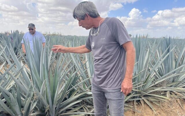 Eran Braverman, agriculteur-chef du kibboutz Alumim qui a combattu les terroristes du Hamas le 7 octobre, pose la main sur un des plants d’agave bleue cultivés dans le kibboutz pour faire du mezcal, le 23 septembre 2024 (Jessica Steinberg/Times of Israel)