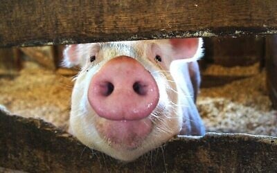 Pourquoi le porc a-t-il de l'importance ? s'interroge Jordan D. Rosenblum dans son nouveau livre, « Forbidden : A 3,000-Year History of Jews and the Pig » (Steve Evans/Wikimedia Commons).