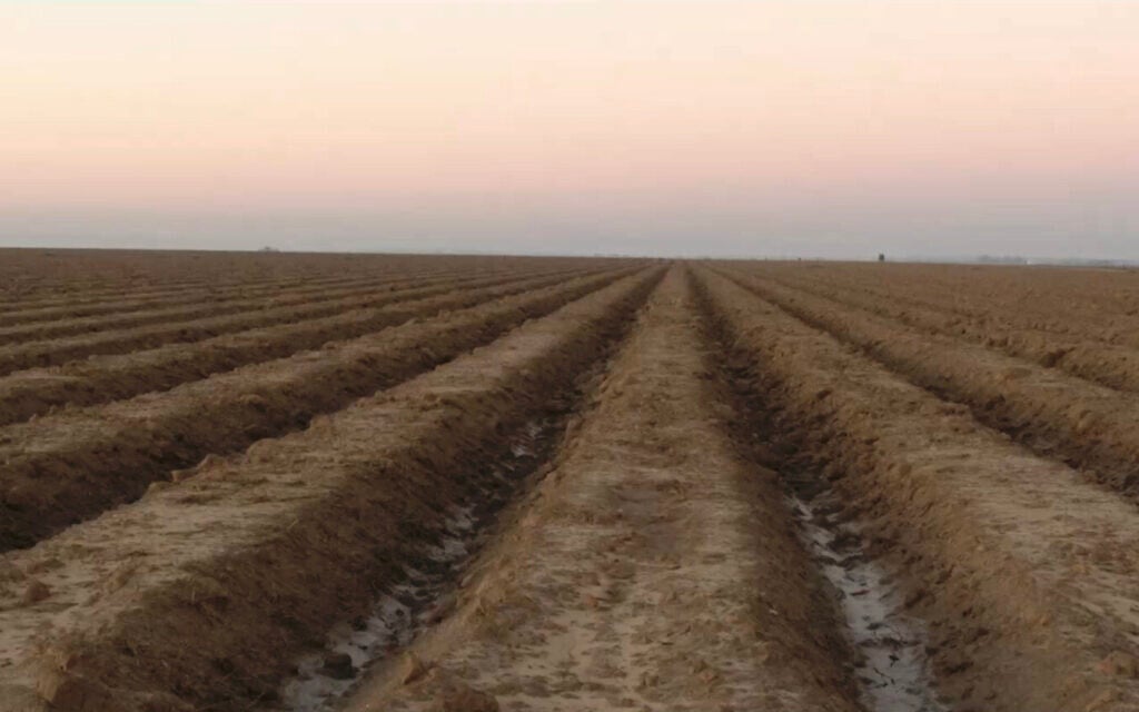 "Field 2023-2024", de Gaston Zvi Ickowicz, de l'exposition "Field" au Musée d'Israël, une œuvre postérieure au 7 octobre, à Jérusalem, ouverte depuis le 29 septembre 2024. (Crédit : Gaston Zvi Ickowicz)