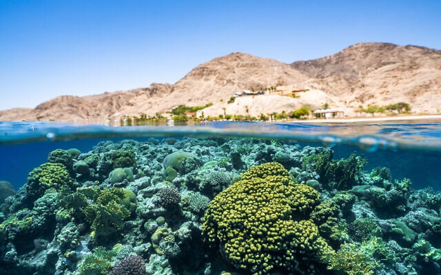 Récifs coralliens sains au large de la côte d'Eilat, dans le sud d'Israël. (Crédit : Meron Segev)