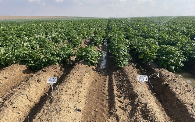 Des pommes de terre poussent dans le sol sablonneux du kibboutz Alumim, dans le sud d'Israël, le 3 novembre 2024. (Crédit : Sue Surkes/Times of Israel)