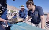 Des conservateurs de l'Autorité des parcs et de la nature d'Israël relâchent une tortue en voie de disparition dans la mer Rouge, le 31 octobre 2024. (Capture d'écran via YouTube/used in accordance with Clause 27a of the Copyright Law))