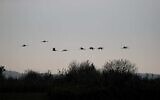 Des grues atterrissent au parc du lac Hula dans le nord d'Israël, le 22 décembre 2024. (Crédit : Alex Kolomoisky/KKL)