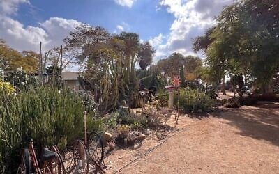 Le jardin de cactus devant la maison d'Oded et Yocheved Lifshitz au kibboutz Nir Oz, janvier 2025 (Crédit : Tal Schneider/Times of Israel)