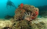 Un poisson-lion caché derrière un rocher pendant que des chercheurs observent la mer Méditerranée. (Crédit : Guy Raanan et Mikey Bar-Adon)