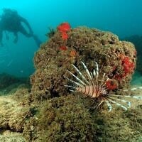 Un poisson-lion caché derrière un rocher pendant que des chercheurs observent la mer Méditerranée. (Crédit : Guy Raanan et Mikey Bar-Adon)