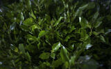 Du khat, un stimulant récréatif euphorisant, des branches sur un marché de khat à Aweday le 15 avril 2024. (Crédit : Michele Spatari / AFP)