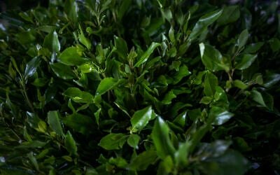 Du khat, un stimulant récréatif euphorisant, des branches sur un marché de khat à Aweday le 15 avril 2024. (Crédit : Michele Spatari / AFP)