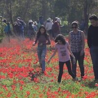 La floraison des anémones dans le sud d'Israël, le 3 février 2018 (Crédit :Nati Shohatl/Flash90)