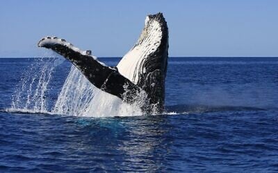 Une baleine à bosse près de la Nouvelle-Calédonie. (Crédit : Opération Cétacés)