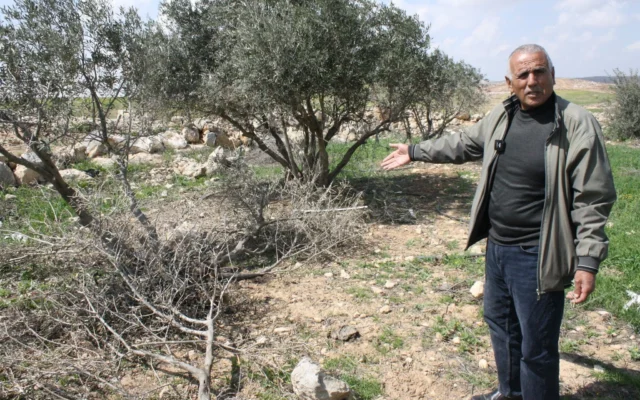Mustafa al-Tel, un habitant du hameau palestinien de Khirbet Zanuta, montre des oliviers qui, selon lui, ont été détruits par des résidents des implantations extrémistes, le 10 mars 2024. (Crédit : Jeremy Sharon/Times of Israel)