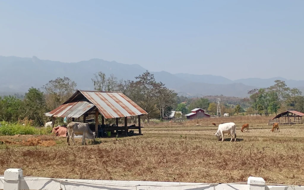 Le paysage local à Pai, Thaïlande,  au mois de février 2025. (Crédit : Eliyahu Freedman)
