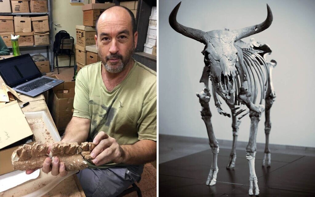 À gauche : Meïr Orbach, de l'Institut d'archéologie Zinman de l'Université de Haïfa, tenant la mâchoire d'un rhinocéros éteint provenant du site de Nesher Ramla ; à droite : Un squelette d'auroch. (Crédit : Prof. Reuven Yeshurun ; Wikipedia) À gauche : Meïr Orbach, de l'Institut d'archéologie Zinman de l'Université de Haïfa, tenant la mâchoire d'un rhinocéros éteint provenant du site de Nesher Ramla ; à droite : Un squelette d'auroch. (Crédit : Prof. Reuven Yeshurun ; Wikipedia)
