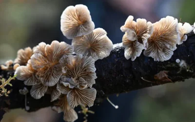 Illustration : Un champignon du genre Crepidotus est vu en train de pousser sur une branche d'arbre morte lors d'une étude de la biodiversité des champignons près de Port Angeles, Washington, le 17 octobre 2024 (Robyn Beck / AFP)