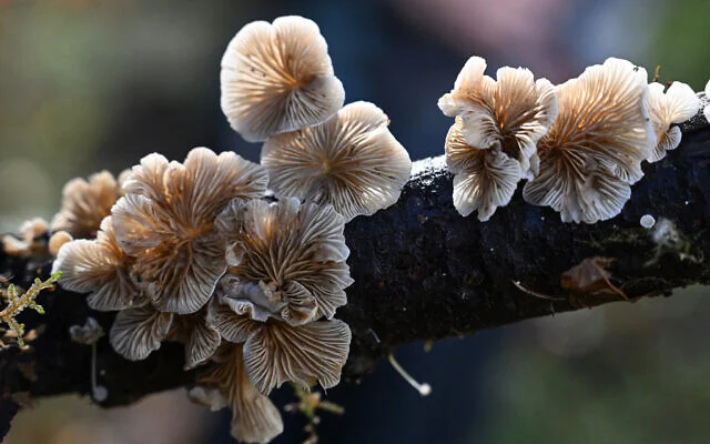 Illustration : Un champignon du genre Crepidotus est vu en train de pousser sur une branche d'arbre morte lors d'une étude de la biodiversité des champignons près de Port Angeles, Washington, le 17 octobre 2024 (Robyn Beck / AFP) Illustration : Un champignon du genre Crepidotus est vu en train de pousser sur une branche d'arbre morte lors d'une étude de la biodiversité des champignons près de Port Angeles, Washington, le 17 octobre 2024 (Robyn Beck / AFP)