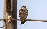 Un faucon crécerelle (Falco tinnunculus) perché sur le câble d'un poteau électrique dans une zone agricole près d'Ofakim, dans le désert du Néguev, au sud d'Israël, le 6 mars 2025. (Crédit : Menahem Kahana / AFP)