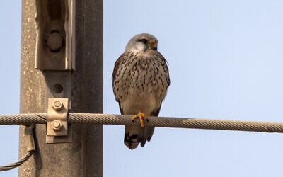 Un faucon crécerelle (Falco tinnunculus) perché sur le câble d'un poteau électrique dans une zone agricole près d'Ofakim, dans le désert du Néguev, au sud d'Israël, le 6 mars 2025. (Crédit : Menahem Kahana / AFP)