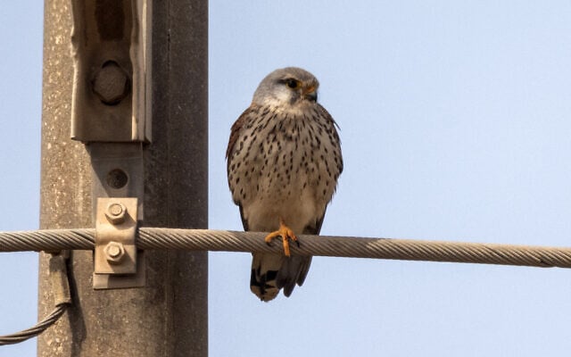 Un faucon crécerelle (Falco tinnunculus) perché sur le câble d'un poteau électrique dans une zone agricole près d'Ofakim, dans le désert du Néguev, au sud d'Israël, le 6 mars 2025. (Crédit : Menahem Kahana / AFP) Un faucon crécerelle (Falco tinnunculus) perché sur le câble d'un poteau électrique dans une zone agricole près d'Ofakim, dans le désert du Néguev, au sud d'Israël, le 6 mars 2025. (Crédit : Menahem Kahana / AFP)