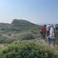 Les oliviers sauvages exposés aux vents d'ouest de la Méditerranée à Atlit, dans le nord d'Israël, ont pris des formes étranges, le 17 février 2025. (Crédit : Sue Surkes/Times of Israel)