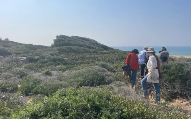 Les oliviers sauvages exposés aux vents d'ouest de la Méditerranée à Atlit, dans le nord d'Israël, ont pris des formes étranges, le 17 février 2025. (Crédit : Sue Surkes/Times of Israel)