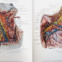 Pages de l'Atlas of Topographical & Applied Human Anatomy [Atlas de l’anatomie humaine topographique et appliquée] d'Eduard Pernkopf (Utilisé conformément à l'article 27a de la loi sur les droits d'auteur)