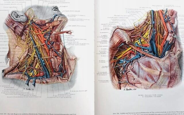 Pages de l'Atlas of Topographical & Applied Human Anatomy [Atlas de l’anatomie humaine topographique et appliquée] d'Eduard Pernkopf (Utilisé conformément à l'article 27a de la loi sur les droits d'auteur)