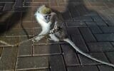 Un singe introduit illégalement dans le pays a été retrouvé attaché à un arbre à Mazkeret Batya le 19 mars 2025. (Crédit : Police israélienne)