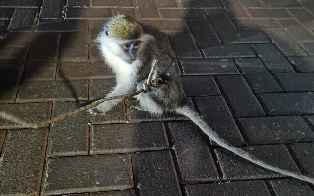 Un singe introduit illégalement dans le pays a été retrouvé attaché à un arbre à Mazkeret Batya le 19 mars 2025. (Crédit : Police israélienne) Un singe introduit illégalement dans le pays a été retrouvé attaché à un arbre à Mazkeret Batya le 19 mars 2025. (Crédit : Police israélienne)