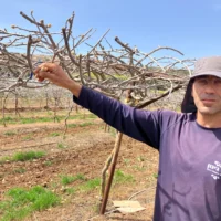 Hezi Mena aperçoit la première fleur d'un kiwi dans son verger de Margaliot, dans le nord d'Israël, le 26 mars 2025. (Crédit : Diana Bletter/Times of Israel)
