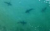 Vue aérienne de requins nageant dans les eaux peu profondes de la Méditerranée au large de la ville côtière israélienne de Hadera, au nord de Tel Aviv, en décembre 2022 (Crédit : JACK GUEZ / AFP)