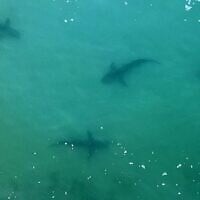 Vue aérienne de requins nageant dans les eaux peu profondes de la Méditerranée au large de la ville côtière israélienne de Hadera, au nord de Tel Aviv, en décembre 2022 (Crédit : JACK GUEZ / AFP)