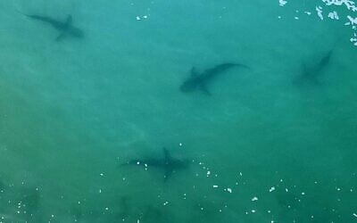Vue aérienne de requins nageant dans les eaux peu profondes de la Méditerranée au large de la ville côtière israélienne de Hadera, au nord de Tel Aviv, en décembre 2022 (Crédit : JACK GUEZ / AFP)